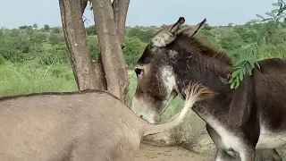 Donkey Mating Is Taking Place Please Video Full Watch End 