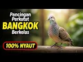 Download Lagu PANCINGAN PERKUTUT BANGKOK PALING AMPUH ‼️ LANGSUNG BIKIN PERKUTUT GACOR \u0026 NYAUT TANPA HENTI