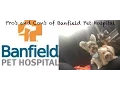 Banfield Hospital Optimum Wellness Plan Pro s Con s