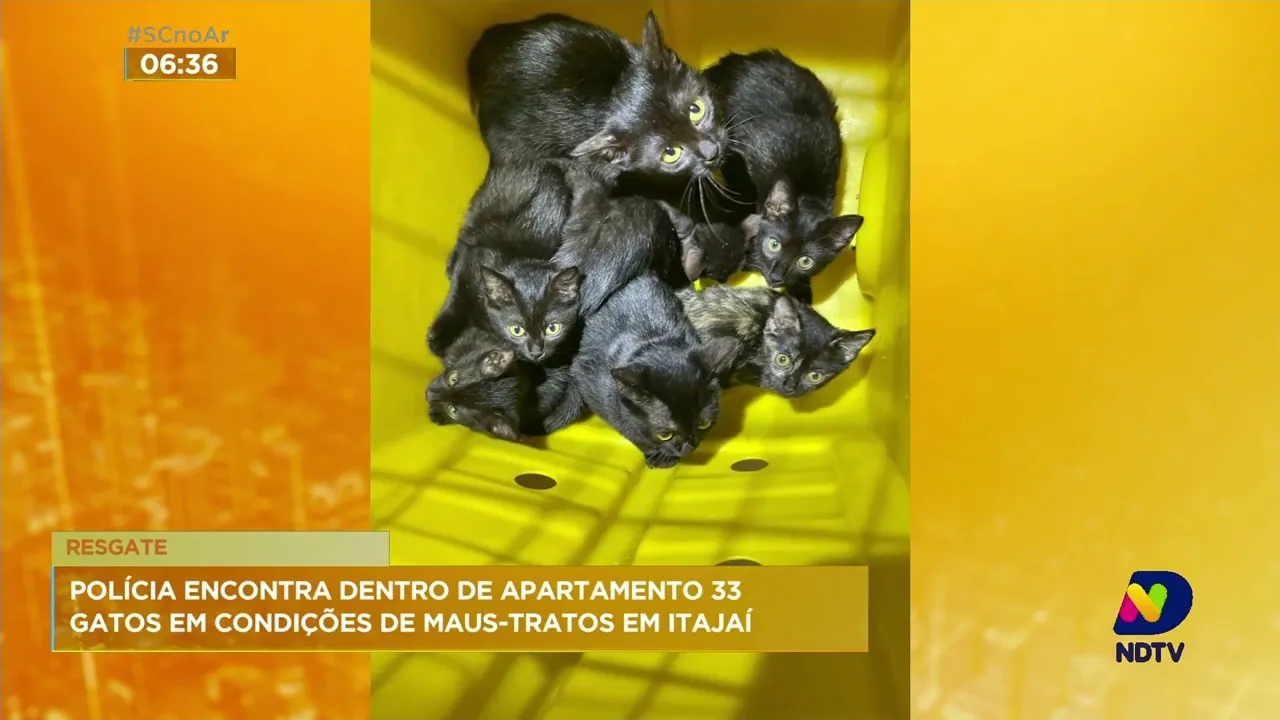 33 gatos em condições insalubres e sem alimentação são resgatados de apartamento de Itajaí