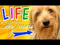 Living with Silky Terriers Family stories personality of this unique breed