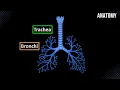 Trachea Bronchial Tree and Alveolar Tree Parts Structures and Walls - Anatomy