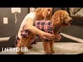 7 Ways To Make Your Dog Look Fabulous