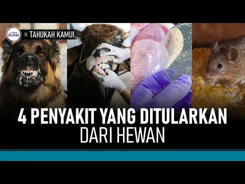 Tak Hanya Rabies, Ini Sederet Penyakit Hewan yang Bisa Menular ke Manusia