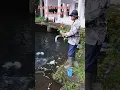 Download Lagu ternak ikan bawal ,memberi makan ikan bawal