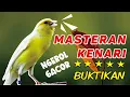 Download Lagu PANCINGAN Kenari GACOR PANJANG Cuit Cuit EMOSI‼️ MASTERAN Kenari PAUD belajar BUNYI