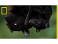 Meet the World's Biggest Bat | National Geographic
