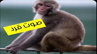 صوت قرد قرود 