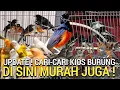Download Lagu REZEKI SAYA ! BELUM ADA YANG REVIEW KIOS INI HARGANYA MURAH JUGA PASAR BURUNG PRAMUKA LEWAT DULU YA