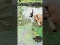 Download Lagu wahai ikan kampret 🤣🤣#mancing #maklampir #fishing #fish #shorts