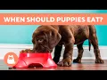 Download Lagu How Many Times a DAY Should You FEED a PUPPY? 🐶🍖 (Meals and Feeding Schedules)