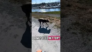 #fyp #dream #doberman #pets #youtube