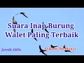 Download Lagu suara inap burung walet paling terbaik, jernih 100%