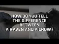 Ravens and Crows What s the Difference - Ask A Scientist