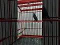 Download Lagu Suara Kicau Burung Tledekan Gunung | SPEED RAPAT dengan VARIASI LAGU MELIMPAH