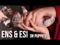 What is ENS and ESI Training Giving Puppies the Best Head-start In Life