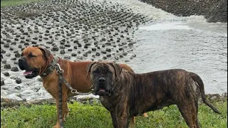 Sully & Rorri flooded Creek walk Molly the Boerboel is live