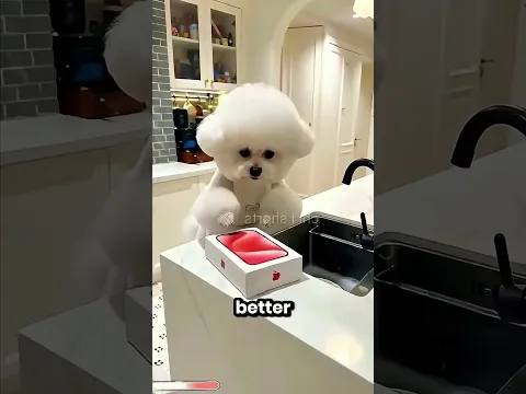 This Puppy Always Has To Wash the Dishes 😭😂