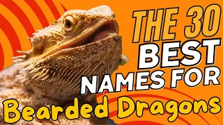 The 30 Best Names for Bearded Dragons