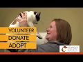 About Us Dubuque Regional Humane Society