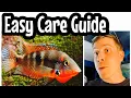 Firemouth Cichlid Care Need to Know