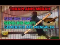 Download Lagu 🔴 TERAPI SERULING SAKTI ANIS MERAH \u0026 SINGING BOWL + TERAPI AIR MENGALIR [LIVE PANCINGAN BURUNG]