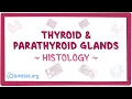 Thyroid and parathyroid glands Histology