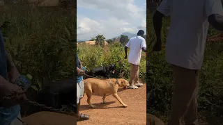 Dogs Almost At Their Destination Shorts Dog Boerboel 