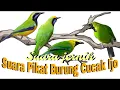 Download Lagu SUARA PIKAT CUCAK IJO RIBUT