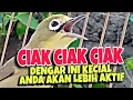 Lagu ▶️ Pancingan Ciak ciak Kecial kuning ..@tvkedit2594