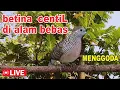 Lagu Perkutut BETINA memanggil jantan dari alam bebas berani PUTAR nyaut