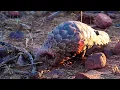 Download Lagu Pangolins, The Most Trafficked Mammal In The World! | The Lion Whisperer