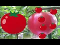 野菜いないいないばあ♪野菜達が楽しい動きと音でばあっ！と出て来てあかちゃん喜ぶ笑う♪【13分連続再生】