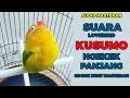 Download Lagu Inilah Suara Lovebird Kusumo Ngekek Panjang yang Fenomenal