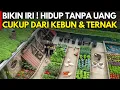 Download Lagu BIKIN IRI ! PASUTRI HIDUP TANPA UANG DARI KEBUN DAN TERNAK HALAMAN RUMAH | CERITA USAHA YOSO FARM