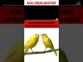 NADA DERING|RINGTONE|MASTERAN BURUNG SUARA KICAUAN KENARI  GACOR TEMBAKAN KASARAN PART-6
