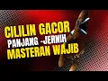Download Lagu Cililin gacor panjang suara jernih sangat cocok untuk masteran murai batu ‼️