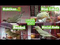 Download Lagu PUTARKAN SUARA INI JIKA KECIAL ANDA KURANG NGOTOT, PANCINGAN KECIAL KUNING KOLONI