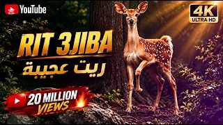             ريت عجيبة                   دندنها