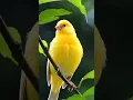 Download Lagu yellow cenari #wildlife #suaraburung #nature #suarahutan #suaraburungdanhutan #vidioshort