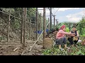 Download Lagu Thanh helps the girl pick fruit to sell to earn extra money to build a new house