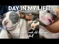 A DAY IN MY LIFE TRAINING A BLUE NOSE PITBULL PUPPY 8 weeks old Sayeh Sharelo