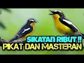 Download Lagu SUARA PIKAT SIKATAN EMAS RIBUT!!