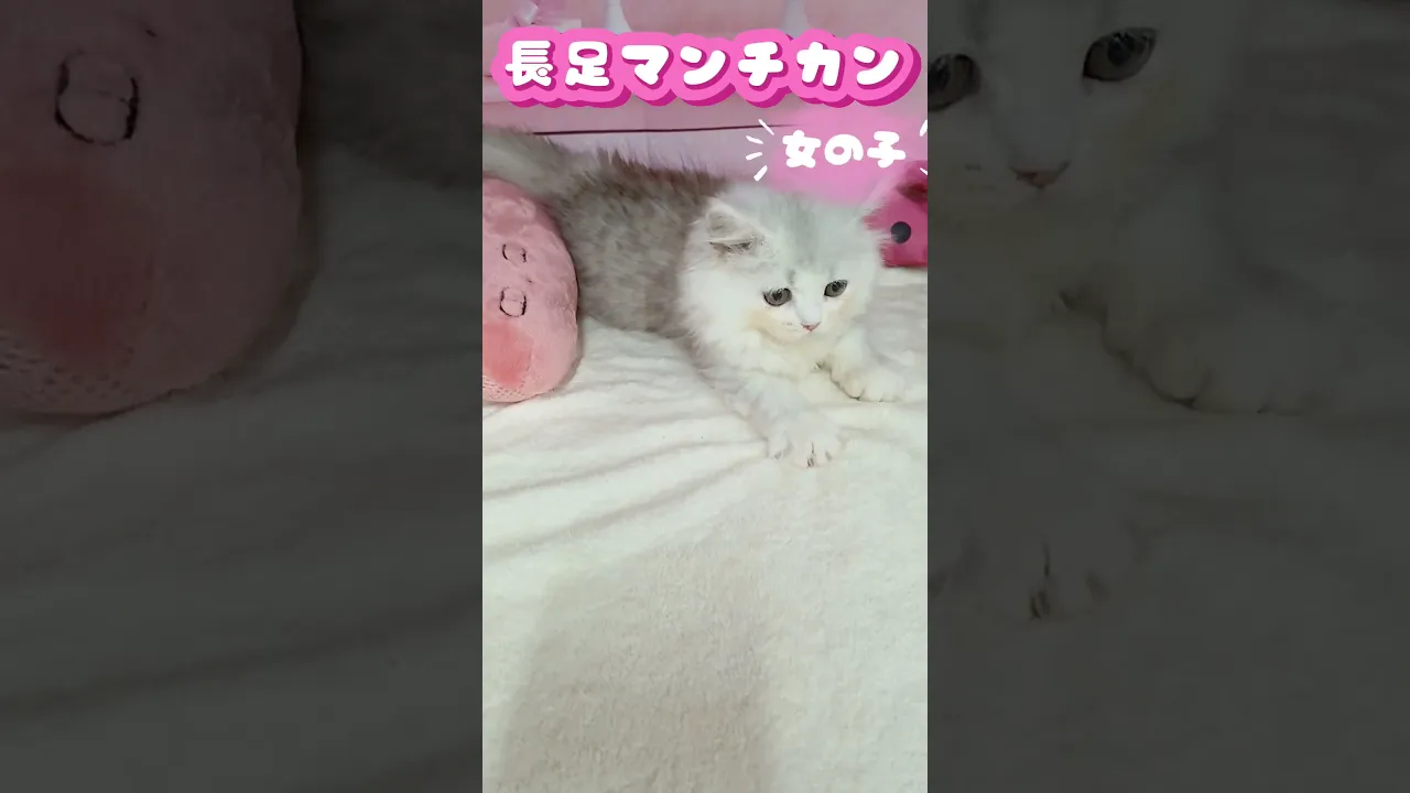 動画
