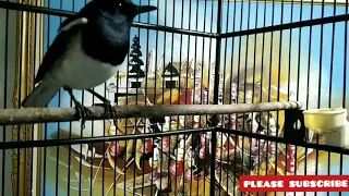 pancingan cepat gacor berjeda