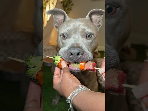 Indoor Camping and Cooking Steak Skewers With My Dogs 🏕️🐾  #asmr #asmrsounds #camping #viral