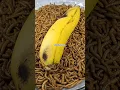 Download Lagu ASMR Ulat Hongkong Makan Pisang? (Time Lapse Ajaib!) #timelapse  #helpmemakethismakesense #food