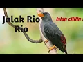 Download Lagu Suara burung Jalak Rio Rio isian CILILIN #riorioteler #isiancililin