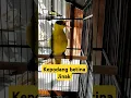Download Lagu kepodang betina jawa yang jinak