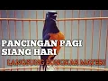 Download Lagu PANCINGAN MURAI BATU SIANG HARI AMPUH UNTUK NAIKIN MURAI BATU MACET BUNYI